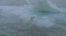 Polar Bear Swims To And Pauses On Ice Floe