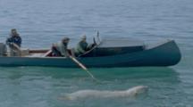 People In Canoe Follow Swimming Polar Bear, Pole In Water
