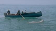 People In Canoe Follow Swimming Polar Bear, Pole In Water