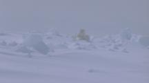 Polar Bear Rests In Foggy, Snowy Landscape