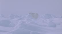 Polar Bear In Foggy, Snowy Landscape