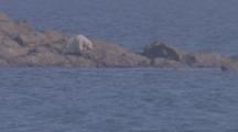 Polar Bear With Bloody Face Feeds On Rocky Shore, Walruses In Water