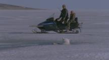 People On Snowmobile Approach Polar Bear In Hole In Ice
