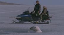 People On Snowmobile Watch Polar Bear In Hole In Ice