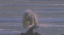 Polar Bear Runs Across Ice Toward Camera