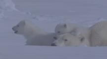 Cubs Climb On Resting Mother Polar Bear 