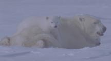 Mother Polar Bear And Cubs Rest In Snow, One On Her Back