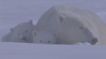 Mother Polar Bear And Cubs Rest In Snow