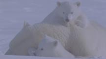 Cubs Climb On Resting Mother Polar Bear 