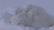 Mother Polar Bear Sleeps With Cubs On Her Back