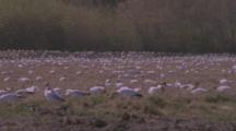 Large Flock Of Birds, Probably Snow Geese, Feeding In Field