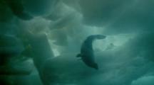 Seal Swims Under Ice, Another Looks From Above