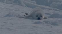 White Fuzzy Seal Pup, Possibly Harp Seal, On Ice