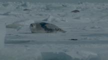 Harp Seals Rest On Ice, Adults And Pups
