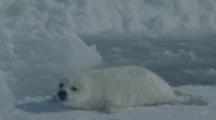 White Fuzzy Seal Pup, Possibly Harp Seal, On Ice Floe