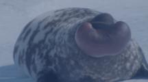 Adult, Male Hooded Seal On Ice Inflates Hood Or Crest