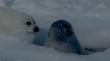Harp Seal Pokes Out From Ice Hole Greeted By Pup