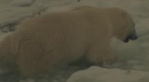 Polar Bear Walks In Water From Melted Ice, Feeds