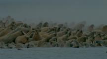 Walrus Stampede Toward Water As Polar Bear Approaches