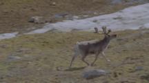 Caribou Walks On Tundra