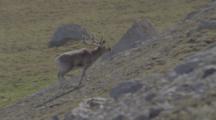 Caribou Walks On Tundra
