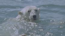 Close Up Polar Bear Swimming On Surface