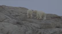 Polar Bears Walk Up Rocky Shoreline