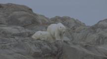 Polar Bears Rest On Rocky Shore