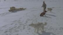 Inuit Man Prepares Dog Sled