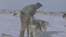 Inuit Man Prepares Dog Sled, Puts Harness On Dog
