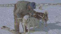 Inuit Man Prepares Dog Sled, Puts Harness On Dog