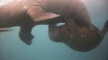 Stock Footage of Marine Mammals with Young