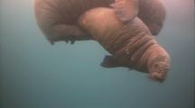 Walrus Mother Nurses Pup Underwater