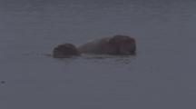 Mother Walrus With Pup On Surface