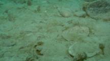 Travel Over Bottom Covered In Clam Shells From Walrus Feeding