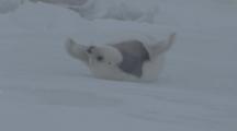 Molting Harp Seal Pup Rolls On Ice