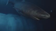 Very Rare Greenland Shark Under Ice