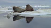Pair Of Walruses On Ice Floe, Reflected In Water