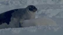 Harp Seal Pup With Mother On Ice