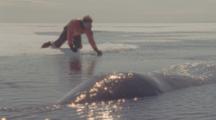 Film Maker Lies On Ice Filming A Bowhead Whale As It Dives