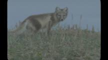 Single Arctic Fox Pup Walks In Grass, Seems Wary