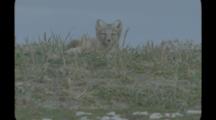 Single Arctic Fox Pup In Grass