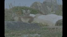 Arctic Fox Pups Play Near Rock Outcrop, Maybe Den
