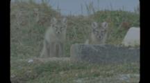 Arctic Fox Pups Near Rock Outcrop, Maybe Den