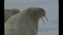 Walrus Colony, Animals On Ice And In Water