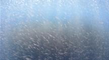 Underwater Krill Baitball Swarm near surface