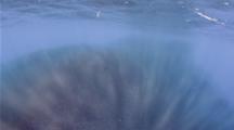 Underwater Krill Baitball Swarm near surface