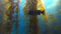 Sheephead Fish Travels Through Kelp Forest