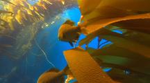 Surf Perch On Kelp Frond, Bat Ray Swims By