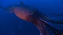 Giant Humboldt Squid Flash, Get Near Camera